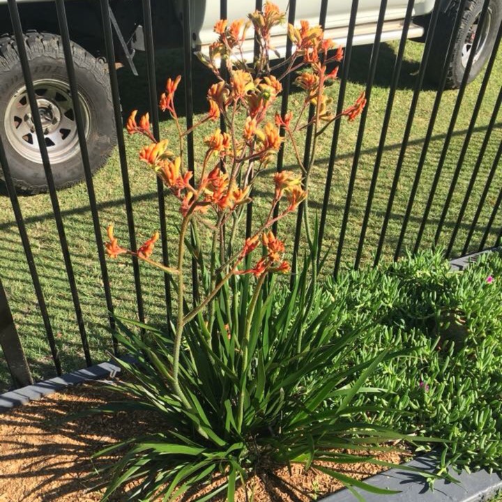 Plant image Anigozanthos 'Bush Tenacity'