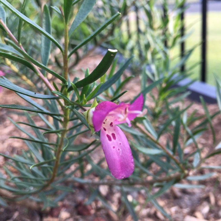 Plant image Eremophila maculata 'Aurea'