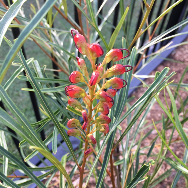 Plant image Grevillea 'Firesprite'