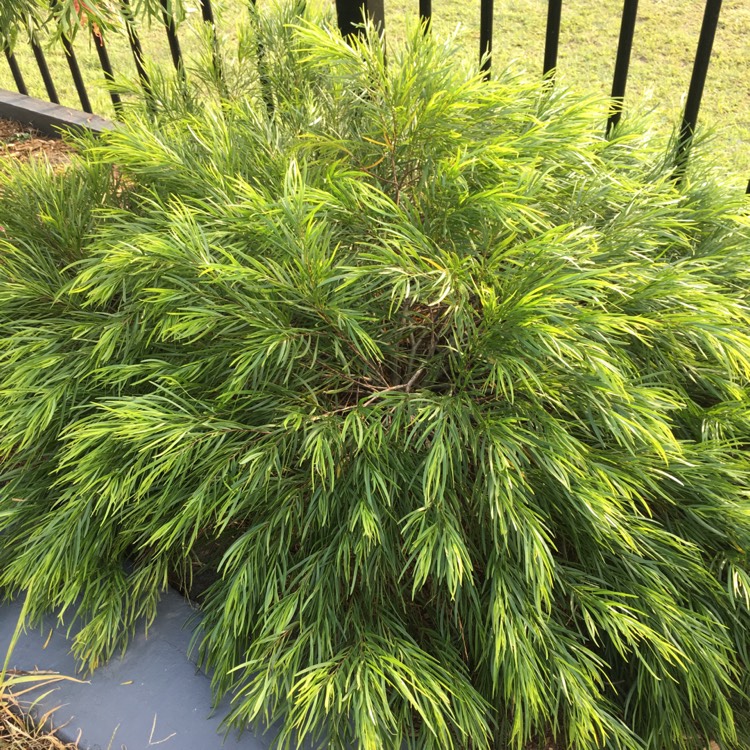 Plant image Acacia cognata 'Limelight'