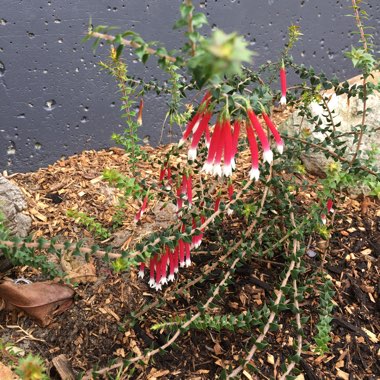 Epacris 'longiflora'