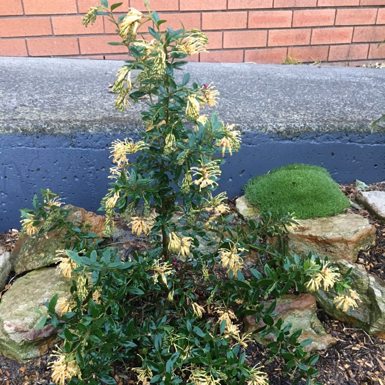 Plant image Grevillea ryholotica x 'Deua Gold'