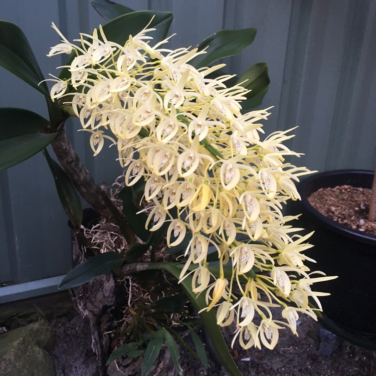 Plant image Dendrobium speciosum