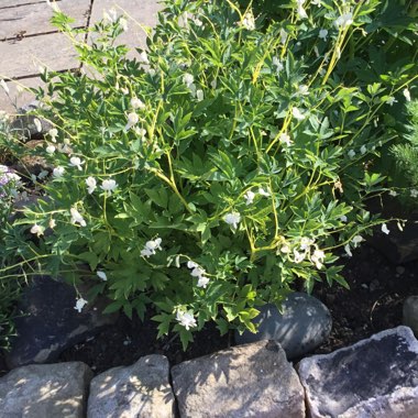 Bleeding Heart 'Alba'