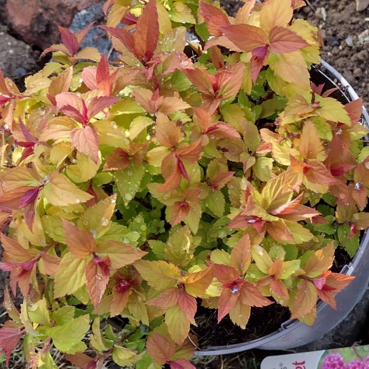 Plant image Spiraea japonica 'Magic Carpet'