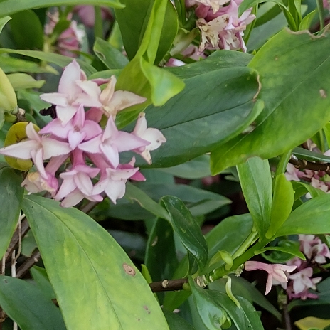 Plant image Daphne