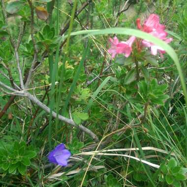 Alpine snowbell