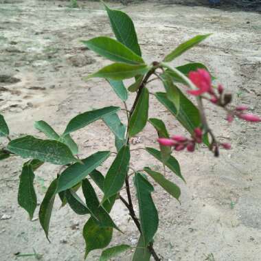 Jatropha Integerrima syn. Jatropha Pandurifolia ;. Jatropha hastata