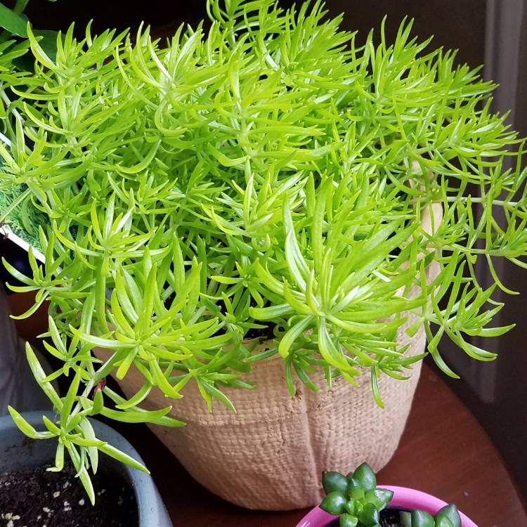 Plant image Sedum Rupestre 'Lemon Coral'