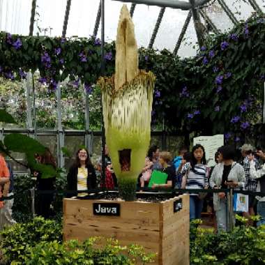 Amorphophallus titanum