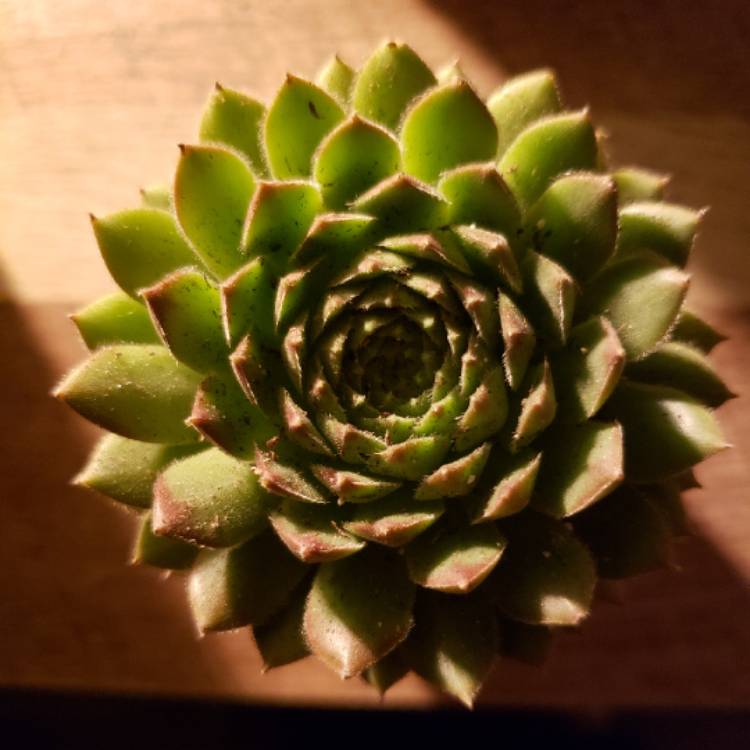 Plant image Sempervivum Cutix