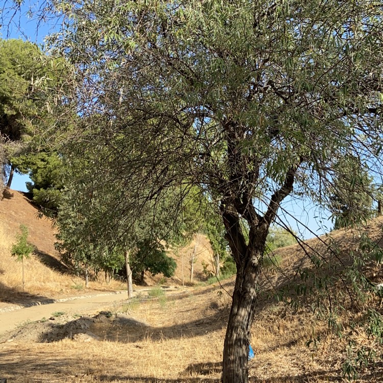 Plant image Elaeagnus angustifolia