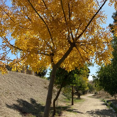 Fraxinus angustifolia subsp. oxycarpa