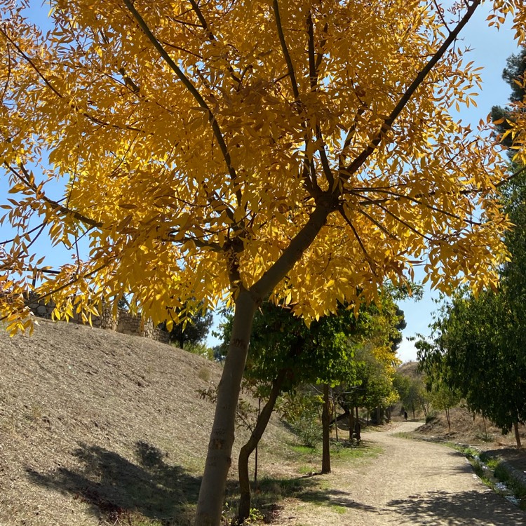 Plant image Fraxinus angustifolia subsp. oxycarpa