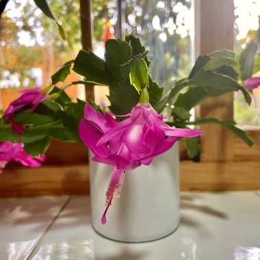 Schlumbergera truncata