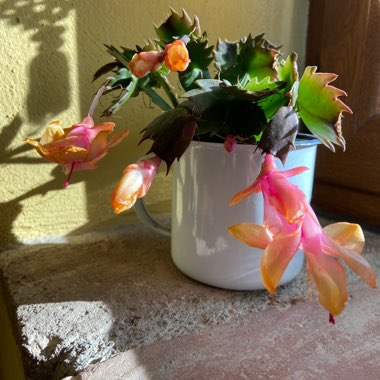 Schlumbergera truncata