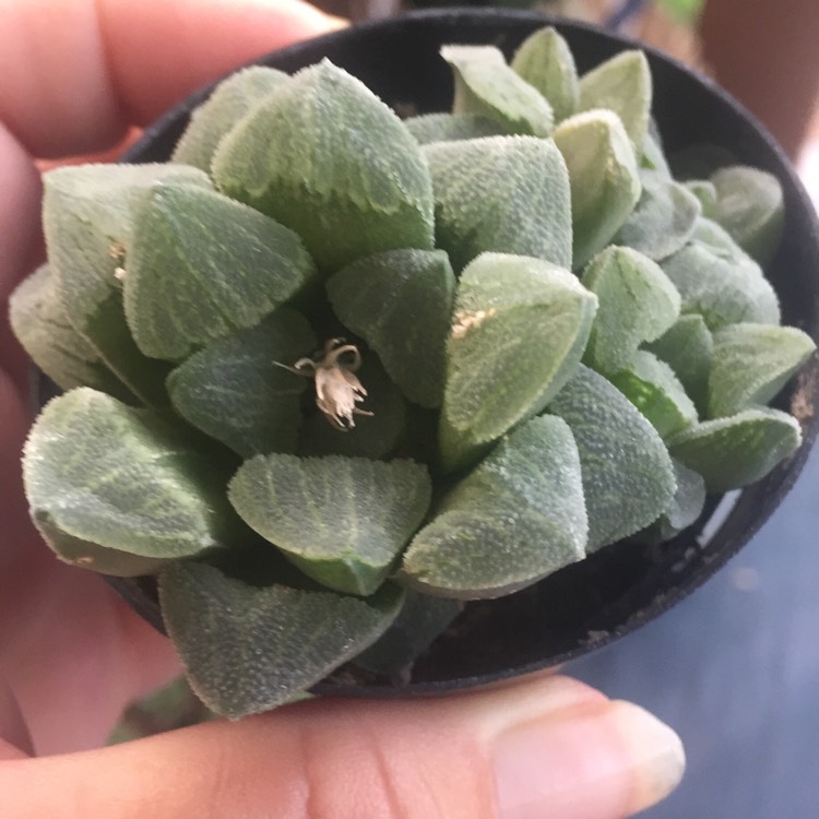 Plant image Haworthia Emelyae