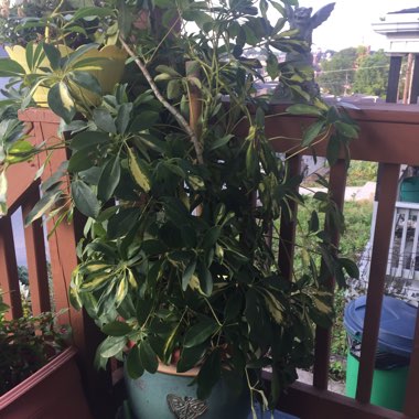 Variegated Umbrella Tree