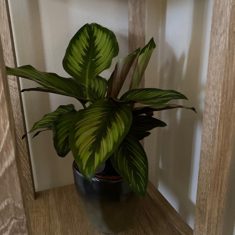 Plant image Calathea Ornata 'Beauty Star'