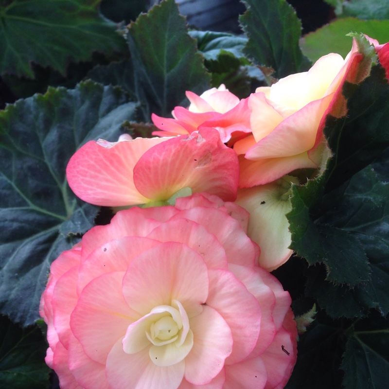 Tuberous Begonia 'Nonstop Mix'