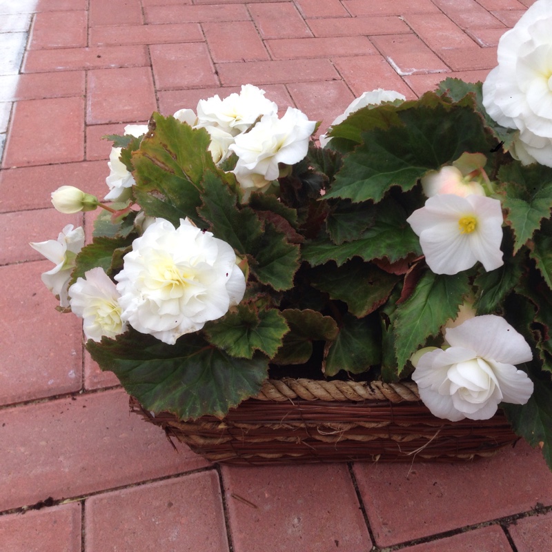 Tuberous Begonia 'Nonstop Mix'