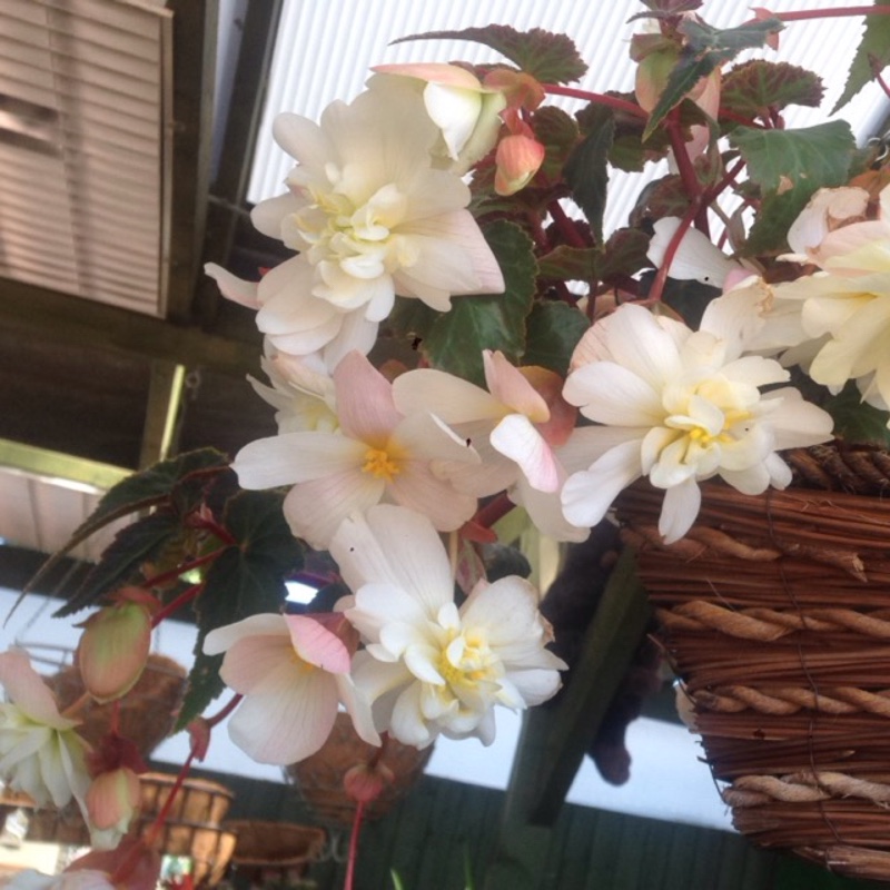 Trailing begonia 'Fragrant Falls Lemon'