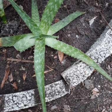 Aloe Saponaria