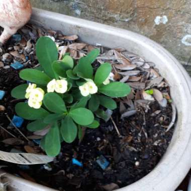 Crown Of Thorns - Miniature Variety