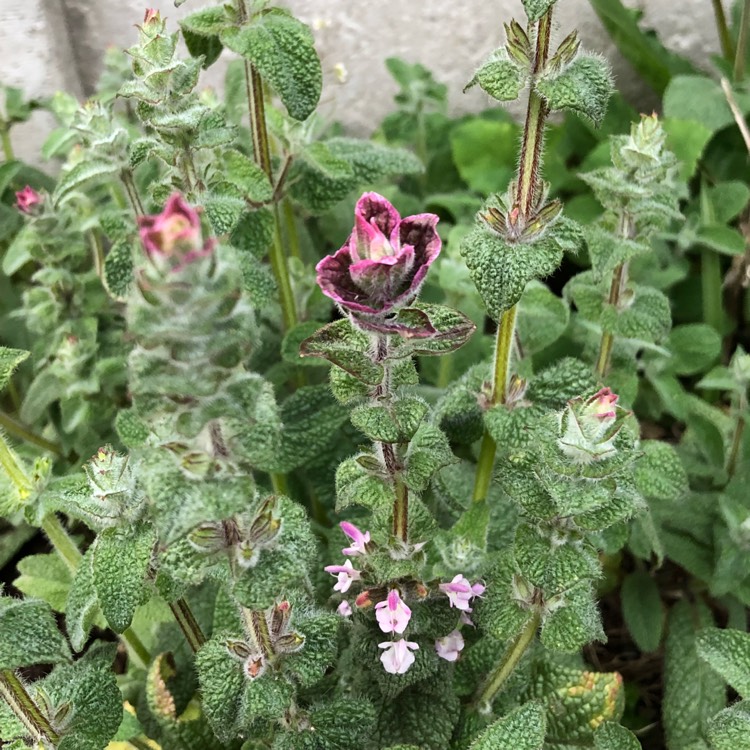 Plant image Salvia viridis 'Claryssa Series' syn. Salvia horminum 'Claryssa Series'