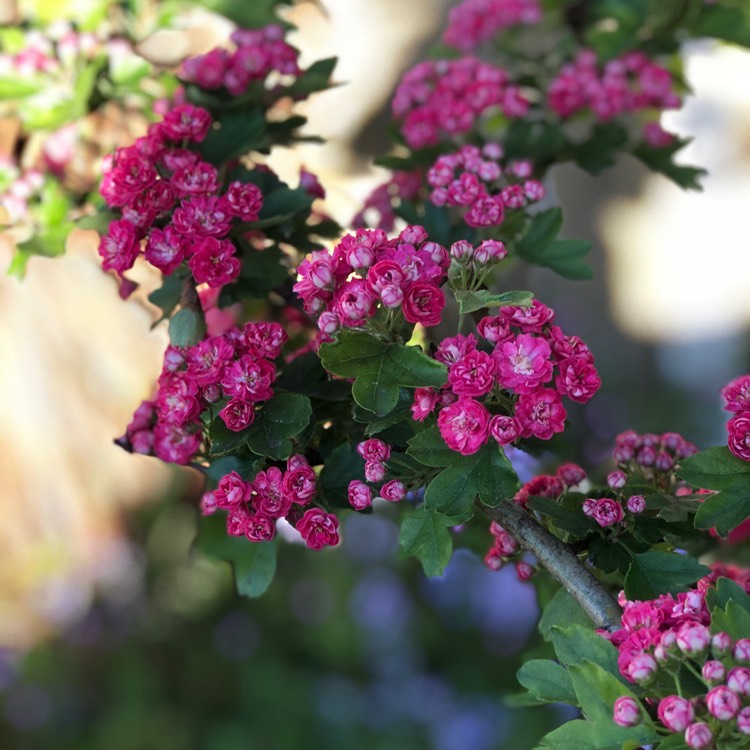 Plant image Crataegus laevigata 'Paul's Scarlet'