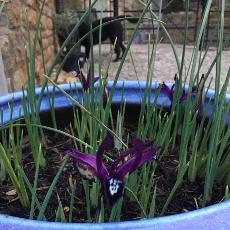 Plant image Iris Setosa