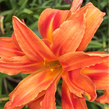 Hemerocallis 'Mauna Lowa'