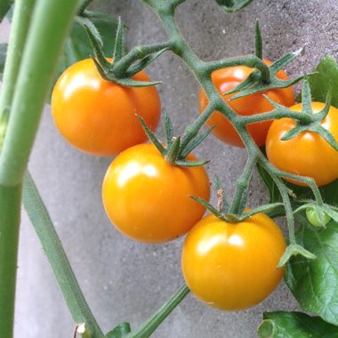 Tomato 'Sungold'