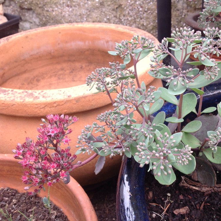 Plant image Sedum Dark Knight