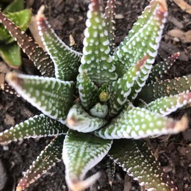 Haworthia