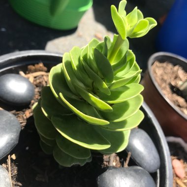 Portulaca Molokiniensis 