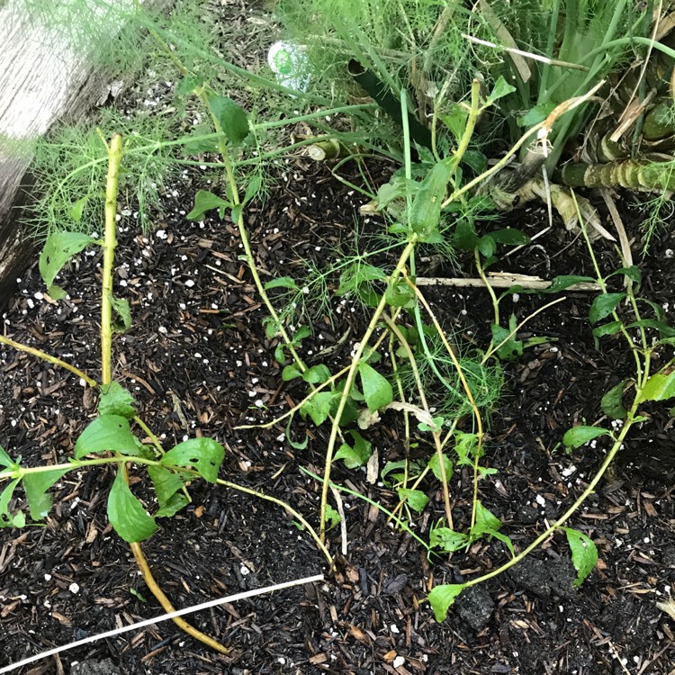 Plant image Stevia rebaudiana