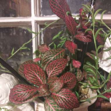 Fittonia argyroneura syn. Fittonia verschaffeltii