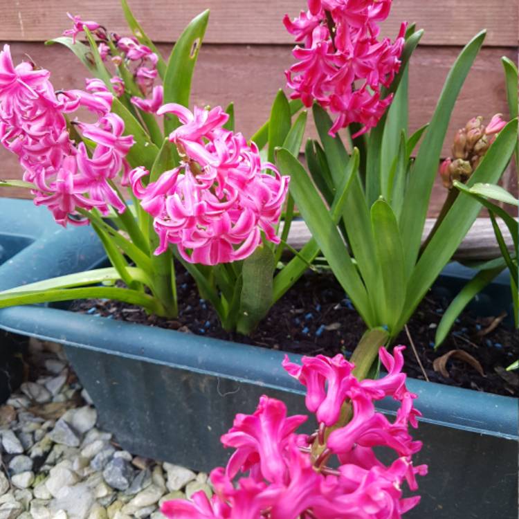 Plant image Hyacinthus orientalis 'Amethyst'