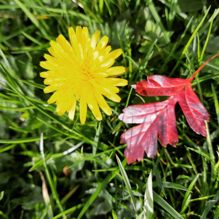 Plant image Sonchus Oleraceus