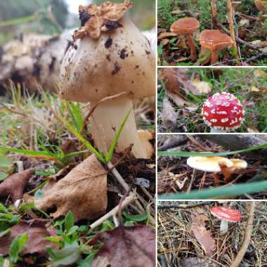 Fly Agaric