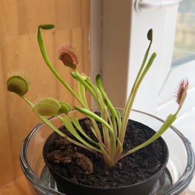 Dionaea muscipula