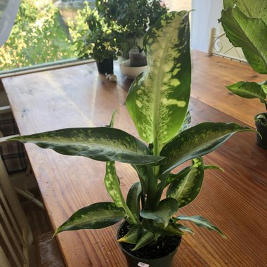 Dieffenbachia