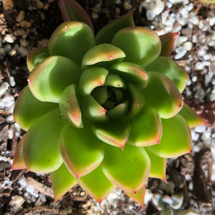 Plant image Echeveria Agavoides Corderoyi