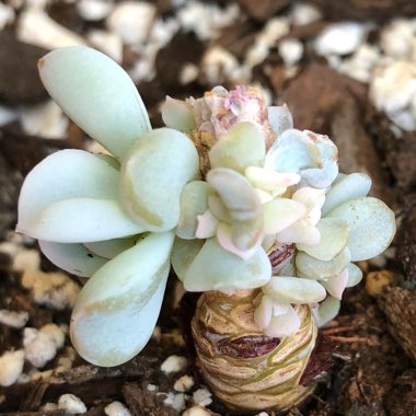 Echeveria Pinwheel Revolution