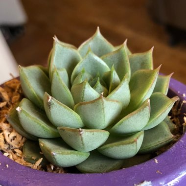 Echeveria Fabiola