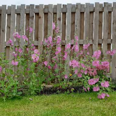 Tree Mallow 'Barnsley'