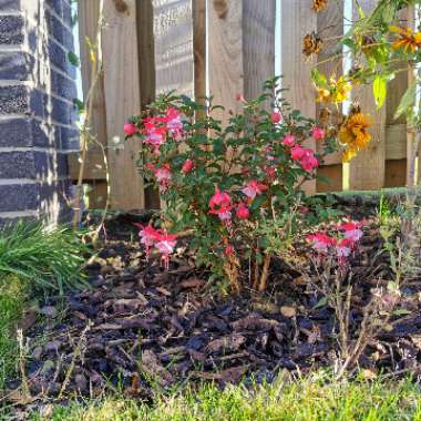 Fuchsia 'Heidi Anne'