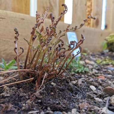 Japanese Painted Fern 'Metallicum'