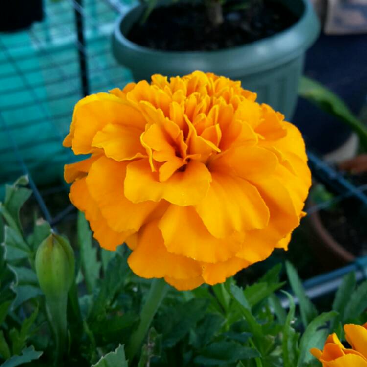 Plant image Tagetes patular 'Sparky Mixed'